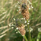 Heinäratamo (Plantago lanceolata), siemeniä 100 kpl - pikkukuva 2