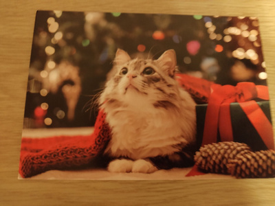 Kissa joulu kortti,kulkematon.
