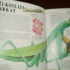 Ihmeelliset ötökät - pikkukuva 3