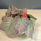 Episcia / kuparilehti - pikkukuva 1