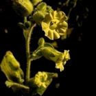 Kessu (Nicotiana rustica), siemeniä 100 kpl - pikkukuva 2