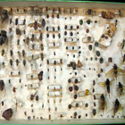 100 vuotta vanha hemiptera – hyönteiskokoelma - pikkukuva 3