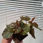 Begonia U168 - pikkukuva 1