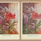 Vanhat onnittelukortit: amaryllis - pikkukuva 1