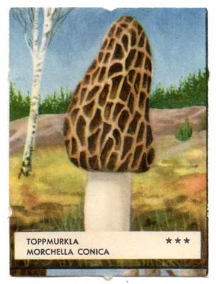 EO 5307 / SIENINELKKU: Kartiohuhtasieni. 1950-l.