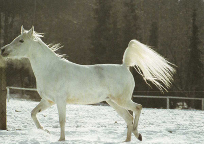 HEVONEN POSTIKORTTI - ASIL-ARABILAINEN