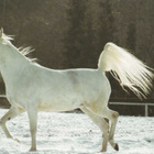 HEVONEN POSTIKORTTI - ASIL-ARABILAINEN - pikkukuva 1