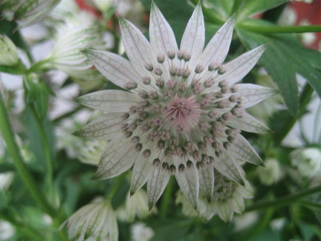Isotähtiputki (Astrantia major), siemeniä 30 kpl