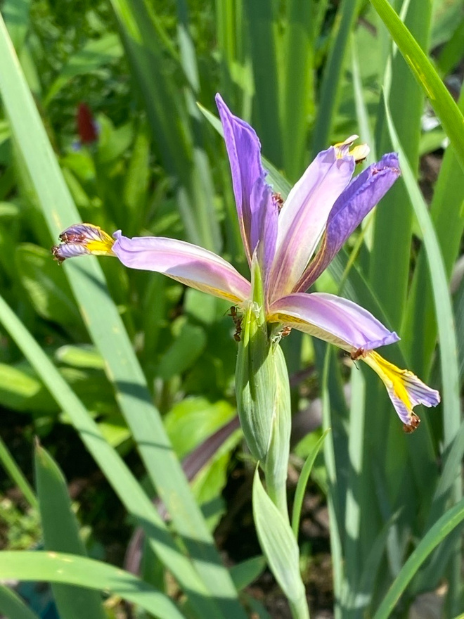Iris prismatica, siemeniä 30 kpl