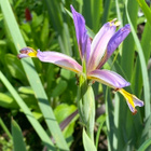 Iris prismatica, siemeniä 30 kpl - pikkukuva 1