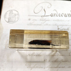 Natura Obscura – Entomologinen näyte no. 367 - pikkukuva 2