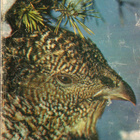 Metsästys ja kalastus lehtiä 1970-73 11 kpl - pikkukuva 1