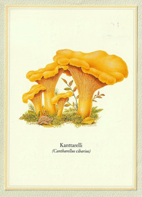 Postikortti: Kantarelli