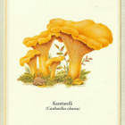 Postikortti: Kantarelli - pikkukuva 1