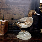 Lapasotkanaaras (Aythya marila), v. 1960–1970 - pikkukuva 1