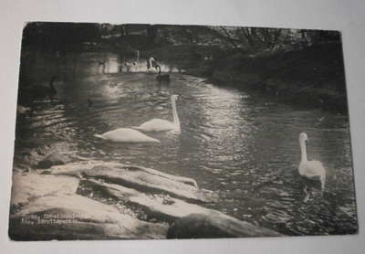 Turku, Urheilupuisto, joutsenet lintulammella, vkpk, p. 1956