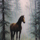 postikortti hevonen - pikkukuva 1