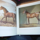 HORSE IN THE WORK OF ANDRZEJA NOVAKA ( 1 p. 1987 Puola ) - pikkukuva 4