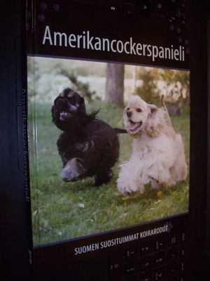 Amerikancockerspanieli  (Suomen suosituimmat koirarodut)