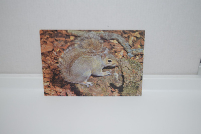 Postikortti (D) Harmaa orava