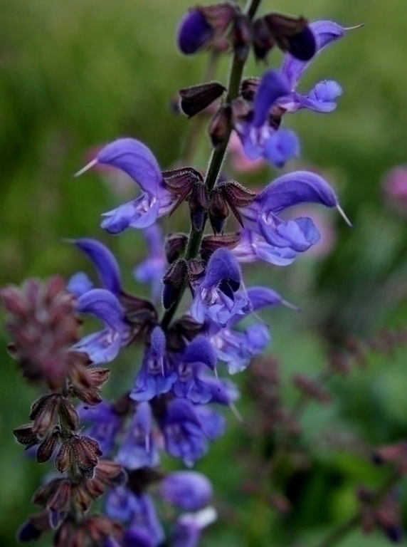 Transsilvaniansalvia, siemeniä 50 kpl
