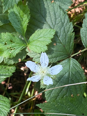 Sinivatukka (Rubus caesius), siemeniä 30 kpl