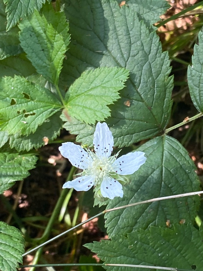 Sinivatukka (Rubus caesius), siemeniä 30 kpl