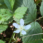 Sinivatukka (Rubus caesius), siemeniä 30 kpl - pikkukuva 1