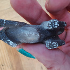 Schleich vaaniva kissa - pikkukuva 2