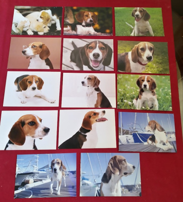 14 BEAGLE POSTIKORTTIA