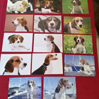 14 BEAGLE POSTIKORTTIA - pikkukuva 1