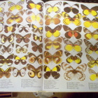 Smart : The Illustrated Encyclopedia of the Butterfly World - pikkukuva 2