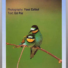 Birds in the Land of the Bible  [2004] - pikkukuva 1