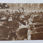 Poroeloa aitauksessa, vanha mv pk, p. 1922 - pikkukuva 1