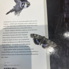 TASKINEN - KERO: PÖLLÖKÄRPÄSEN PUREMA - pikkukuva 2