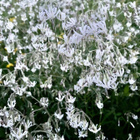 Nuokkukohokki (Silene nutans), siemeniä 50 kpl - pikkukuva 3