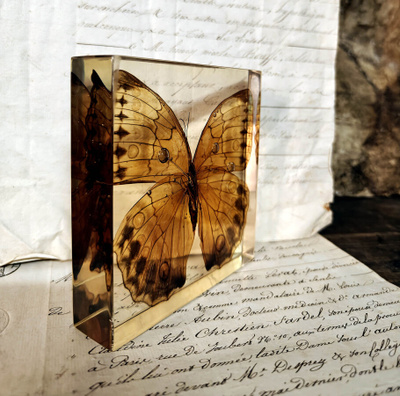 Natura Obscura – Entomologinen näyte no. 523