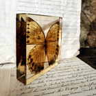 Natura Obscura – Entomologinen näyte no. 523 - pikkukuva 1
