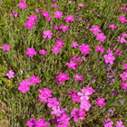 Ketoneilikka (Dianthus deltoides), siemeniä 100 kpl - pikkukuva 1