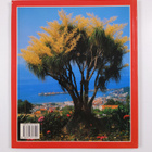 Francisco Ribeiro : Madeira + Porto Santo - pikkukuva 2