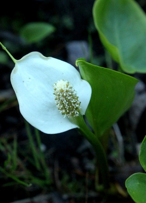 Suovehka (Calla palustris), siemeniä 40 kpl