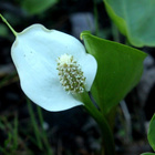 Suovehka (Calla palustris), siemeniä 40 kpl - pikkukuva 1