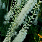 Tähkäkimikki (Actaea racemosa), siemeniä 50 kpl - pikkukuva 2