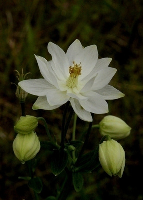 Lehtoakileija 'Clementine White', siemeniä 50 kpl