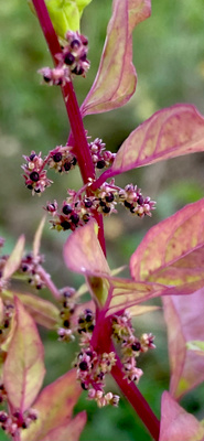 Hentosavikka (Lipandra polysperma), siemeniä 100 kpl