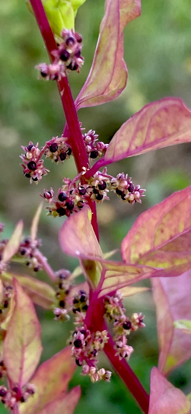 Hentosavikka (Lipandra polysperma), siemeniä 100 kpl
