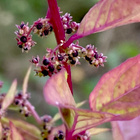 Hentosavikka (Lipandra polysperma), siemeniä 100 kpl - pikkukuva 1