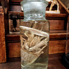 Vanha wet specimen -preparaatti (Astacidae), 1950–1960-l. - pikkukuva 5