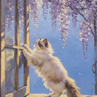 Kissa ikkunalla, wisteria kukkii - pikkukuva 1
