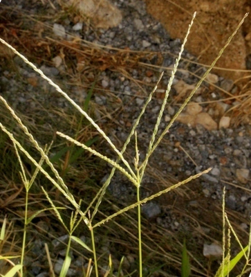 Varvasheinä (Cynodon dactylon), siemeniä 50 kpl